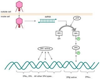 Analysis of Biological Networks (BE.440)