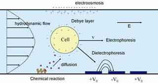 Fields, Forces and Flows in Biological Systems